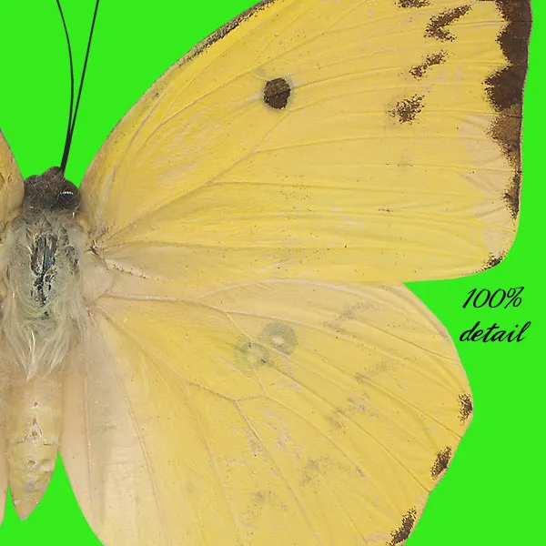 Butterflies, Volume 03