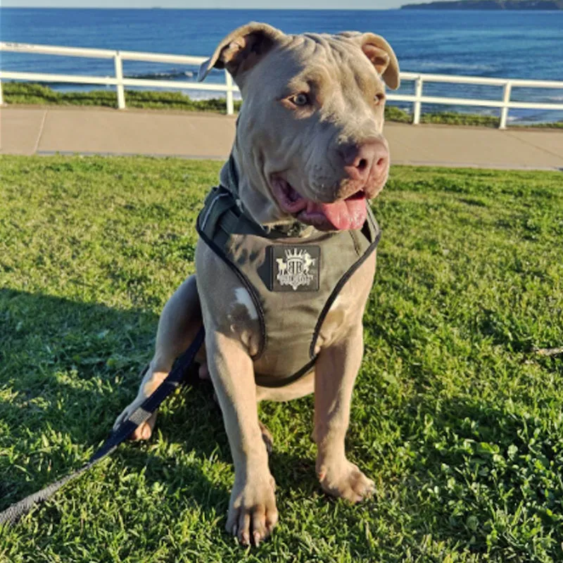 Dog Harness - Active X Green