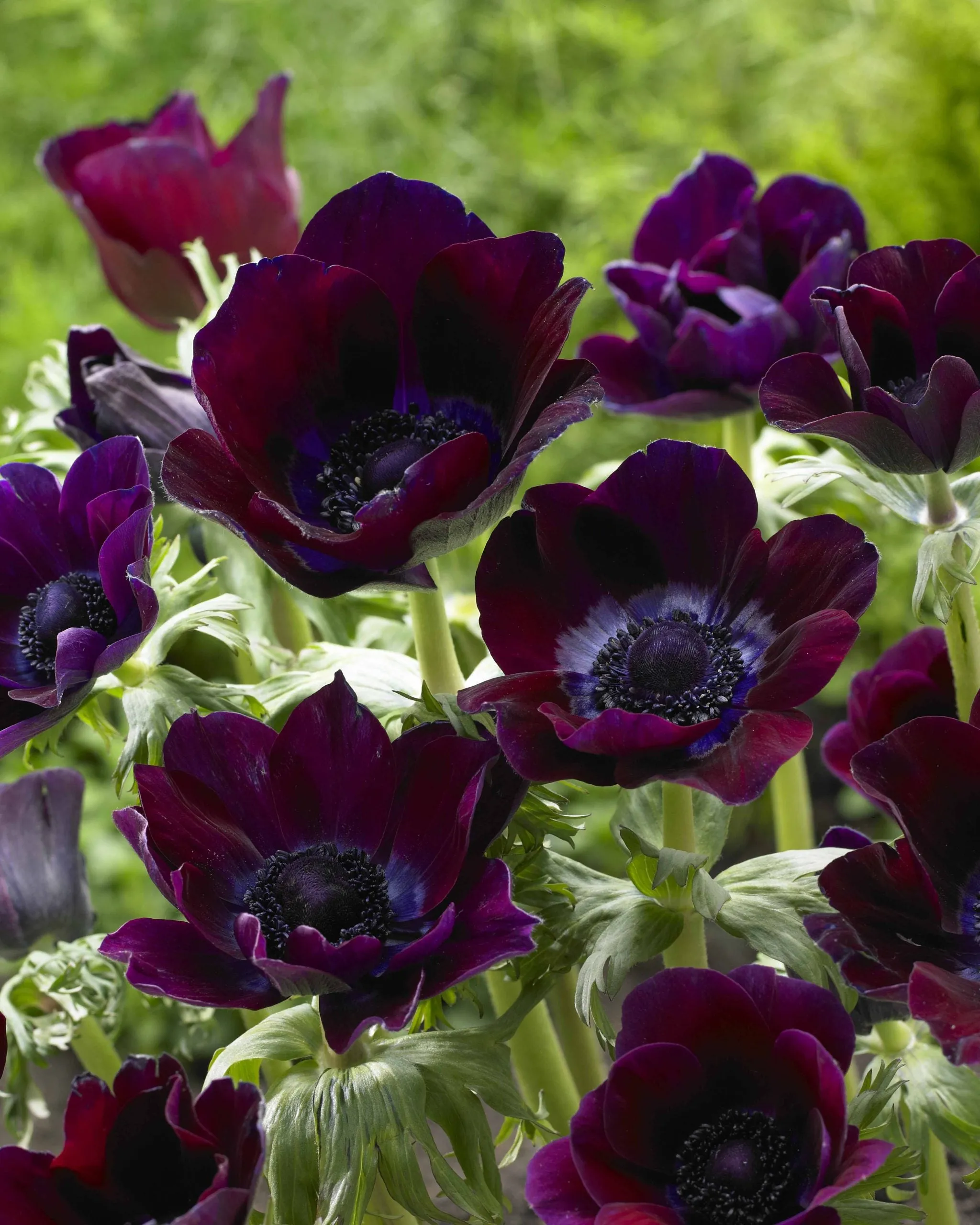 Florissa 'Bordeaux Tops' Anemone - 5 Bulbs/Pkg