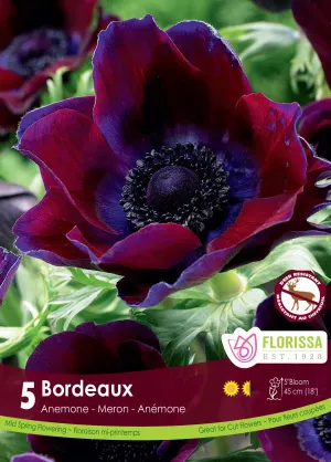 Florissa 'Bordeaux Tops' Anemone - 5 Bulbs/Pkg